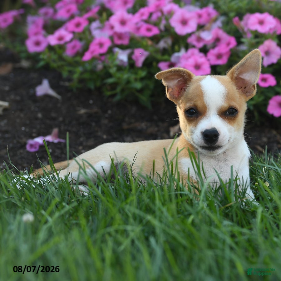 Chihuahua dogs Noland - Ad 1
