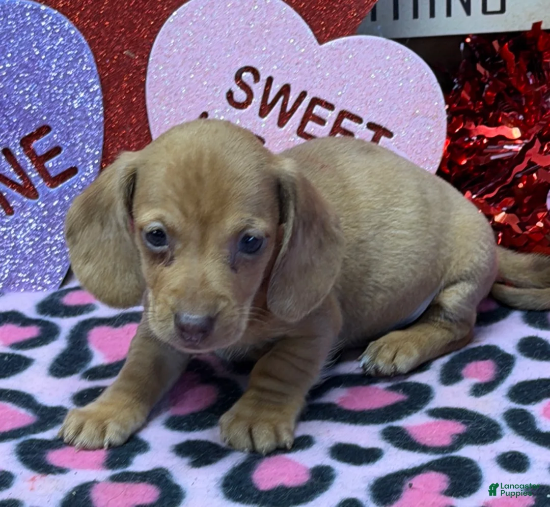 Miniature Dachshund dogs for sale: Pedro - Ad 1