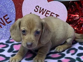 Miniature Dachshund dogs Pedro - Ad 11