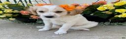 Mini Goldendoodle dogs for sale: Sunshine - Ad 3