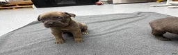 Cane Corso dogs for sale: Chase - Ad 2