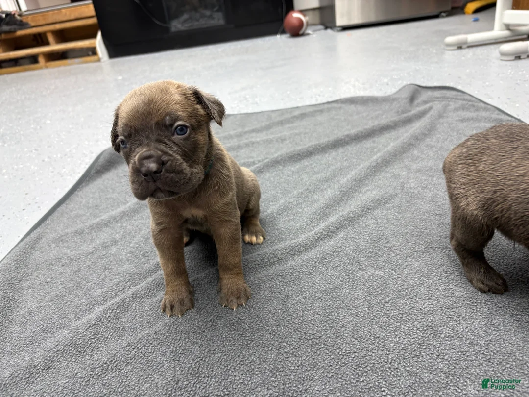 Cane Corso dogs for sale: Chase - Ad 2