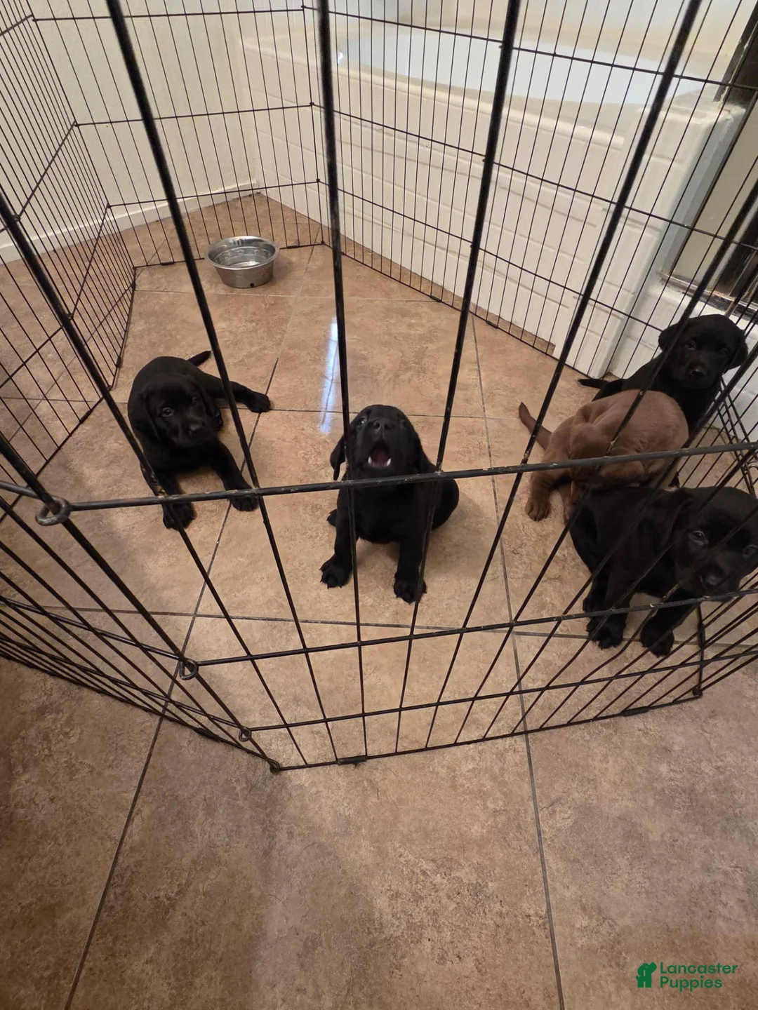 Labrador Retriever dogs for sale: Labrador Retriever 1 - Ad 1