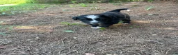 Mini Bernedoodle dogs for sale: Iris - Ad 6