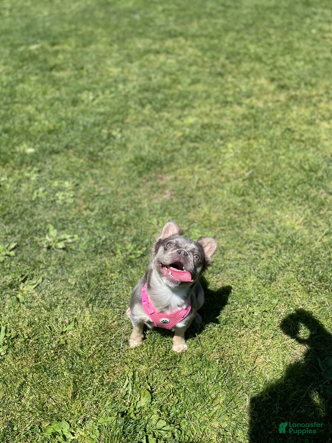 Gallery Image {{count}}