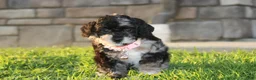 Miniature Poodle dogs for sale:  Bella - Ad 14