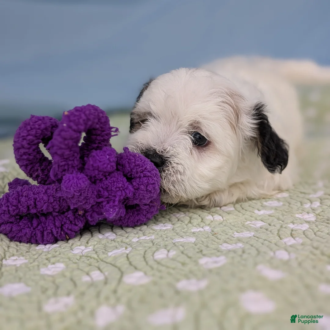 Teddy Bear dogs for sale: Trouble Puff - Ad 8