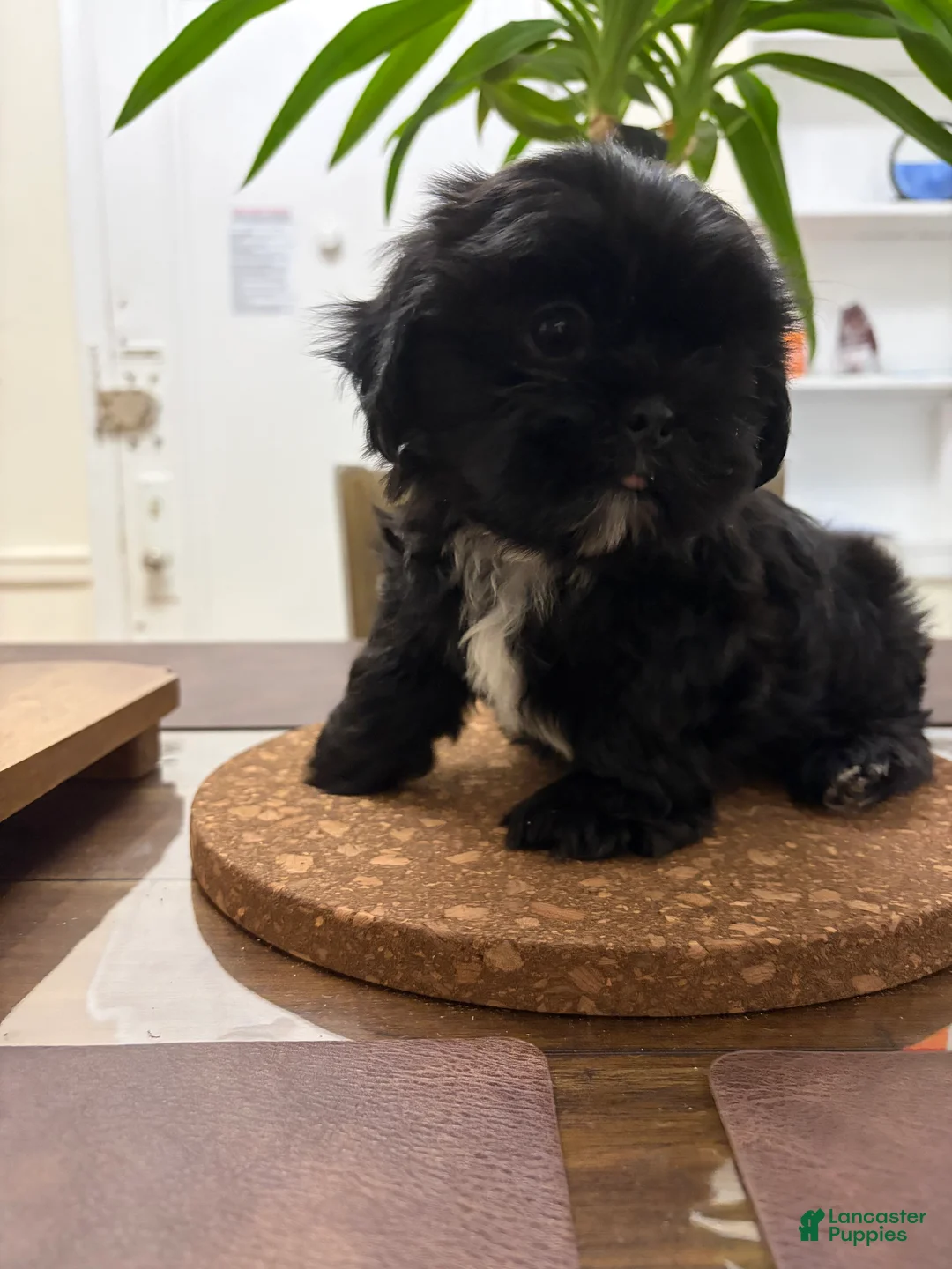 Shih Tzu dogs for sale: Blake - Ad 2