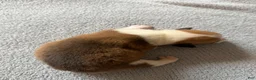 Mixed Breed dogs for sale: Flo - Ad 7