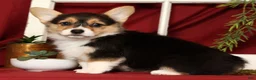 Welsh Corgi Pembroke dogs for sale: Trisha - Ad 8