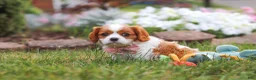 Cavalier King Charles Spaniel dogs for sale: Bentley - Ad 3
