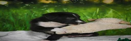 Border Collie dogs for sale: Tyson - Ad 6