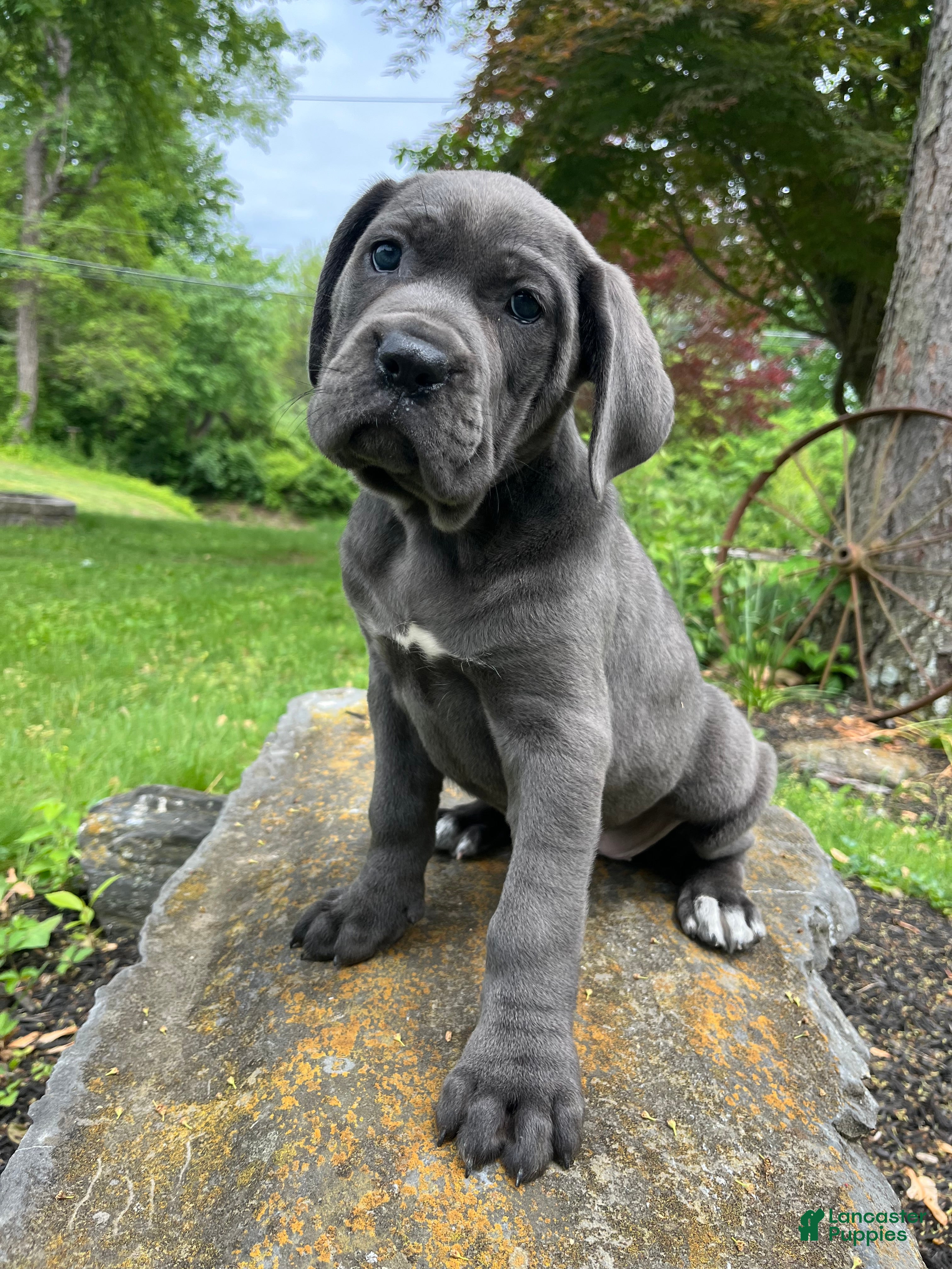 Cane Corso dogs Ivy  - Ad 1