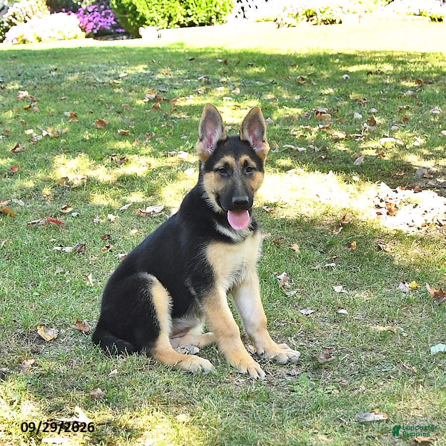 German Shepherd dogs Tamaiah - Ad 1