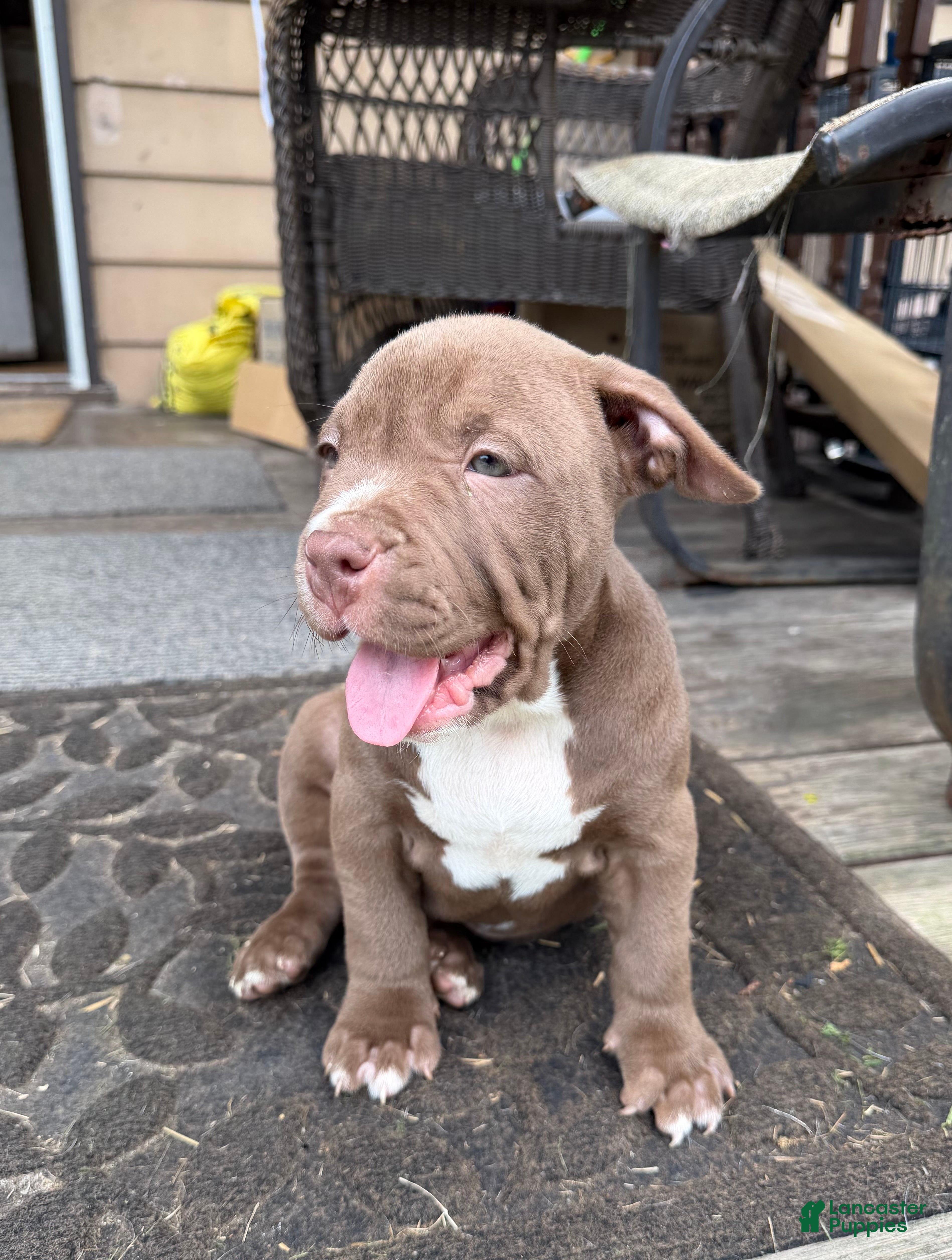 American Bully dogs Floki - Ad 1