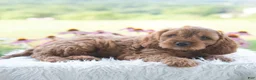 Cavapoo dogs for sale: Benji  - Ad 4