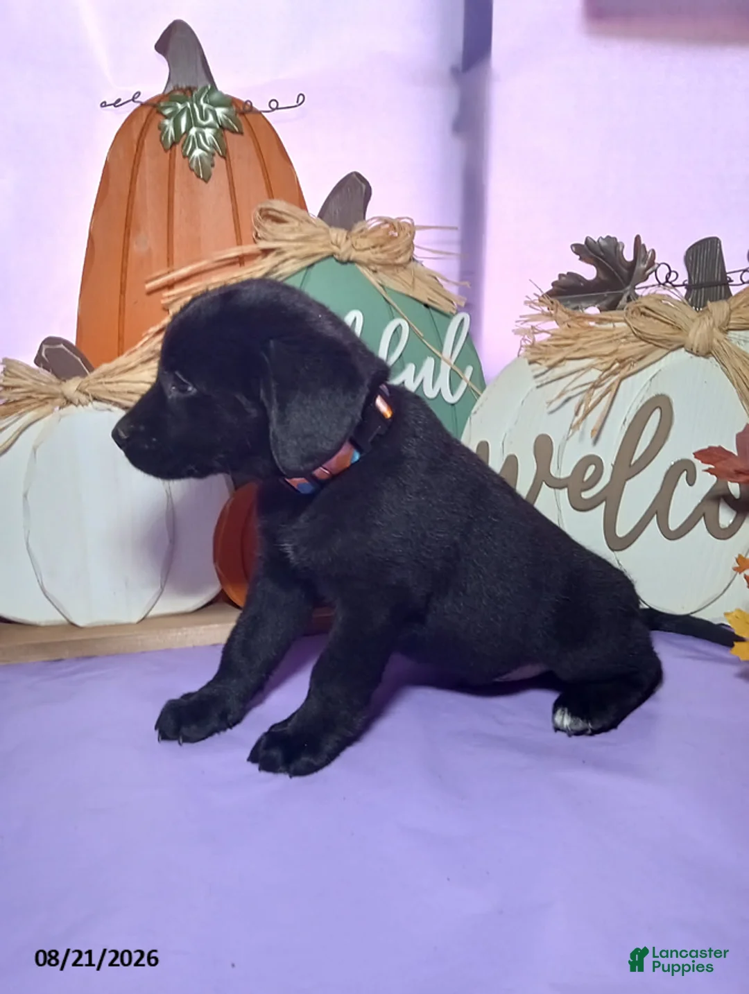 Mixed Breed dogs for sale: Brady - Ad 2