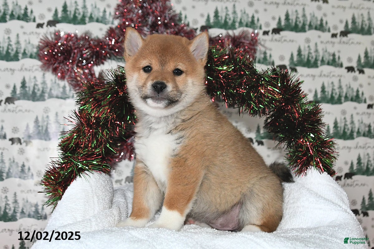 Shiba Inu dogs Marla - Ad 2