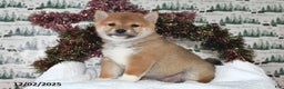 Shiba Inu dogs for sale: Marla - Ad 1