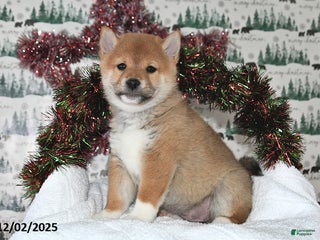 Shiba Inu dogs Marla - Ad 32