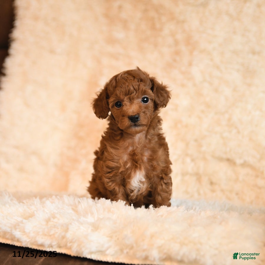 Toy Poodle dogs Cookie - Ad 25