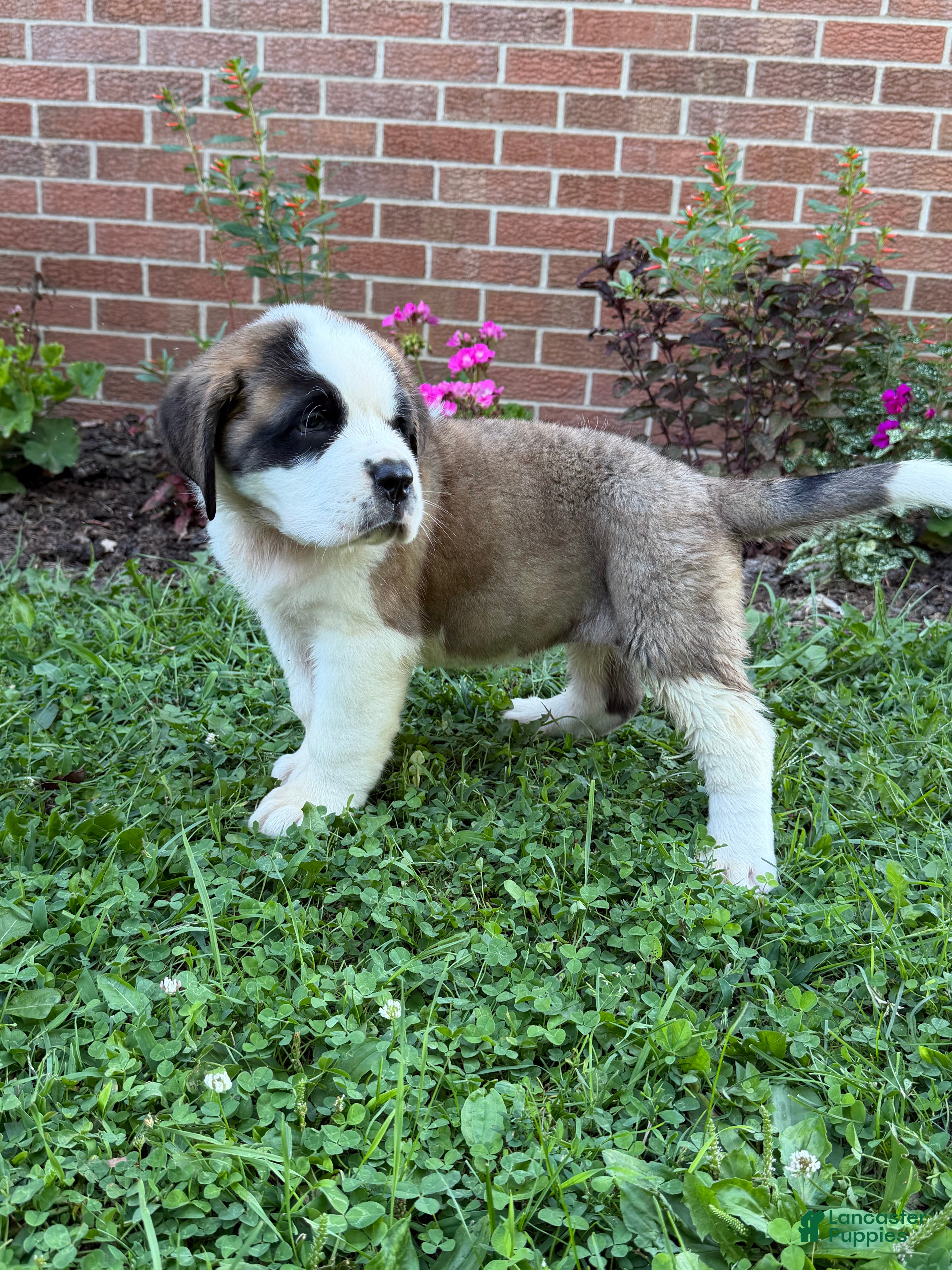 Saint Bernard dogs Rosie - Ad 2