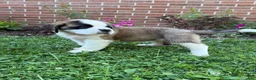 Saint Bernard dogs for sale: Rosie - Ad 2