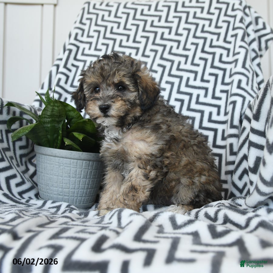 Bichpoo dogs for sale: Sherbert - Ad 1