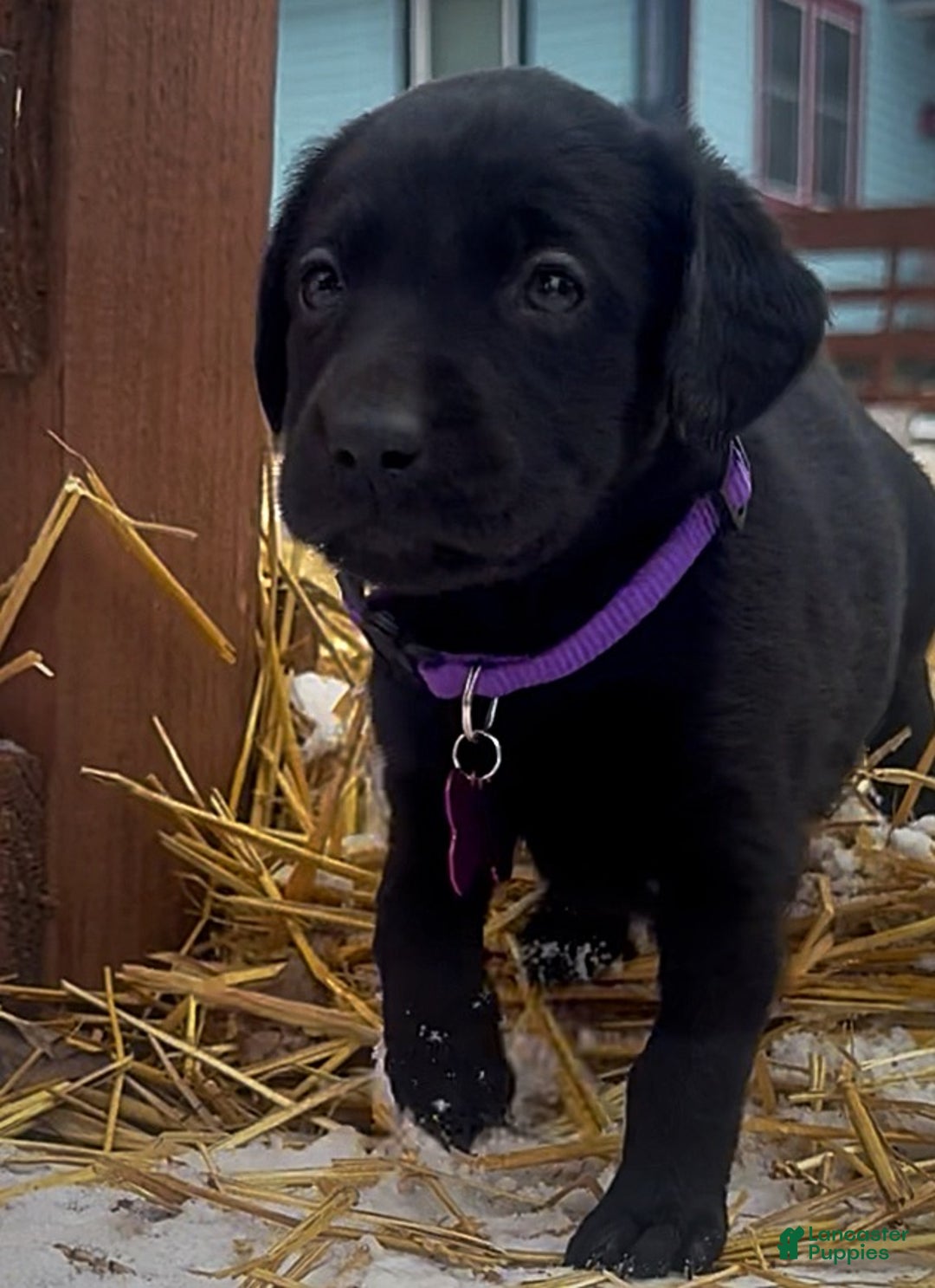 Labrador Retriever dogs for sale: Labrador Retriever Puppy 1 - Ad 10