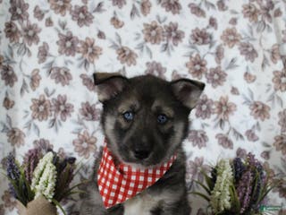 Gerberian Shepsky dogs 6 Red - Ad 10