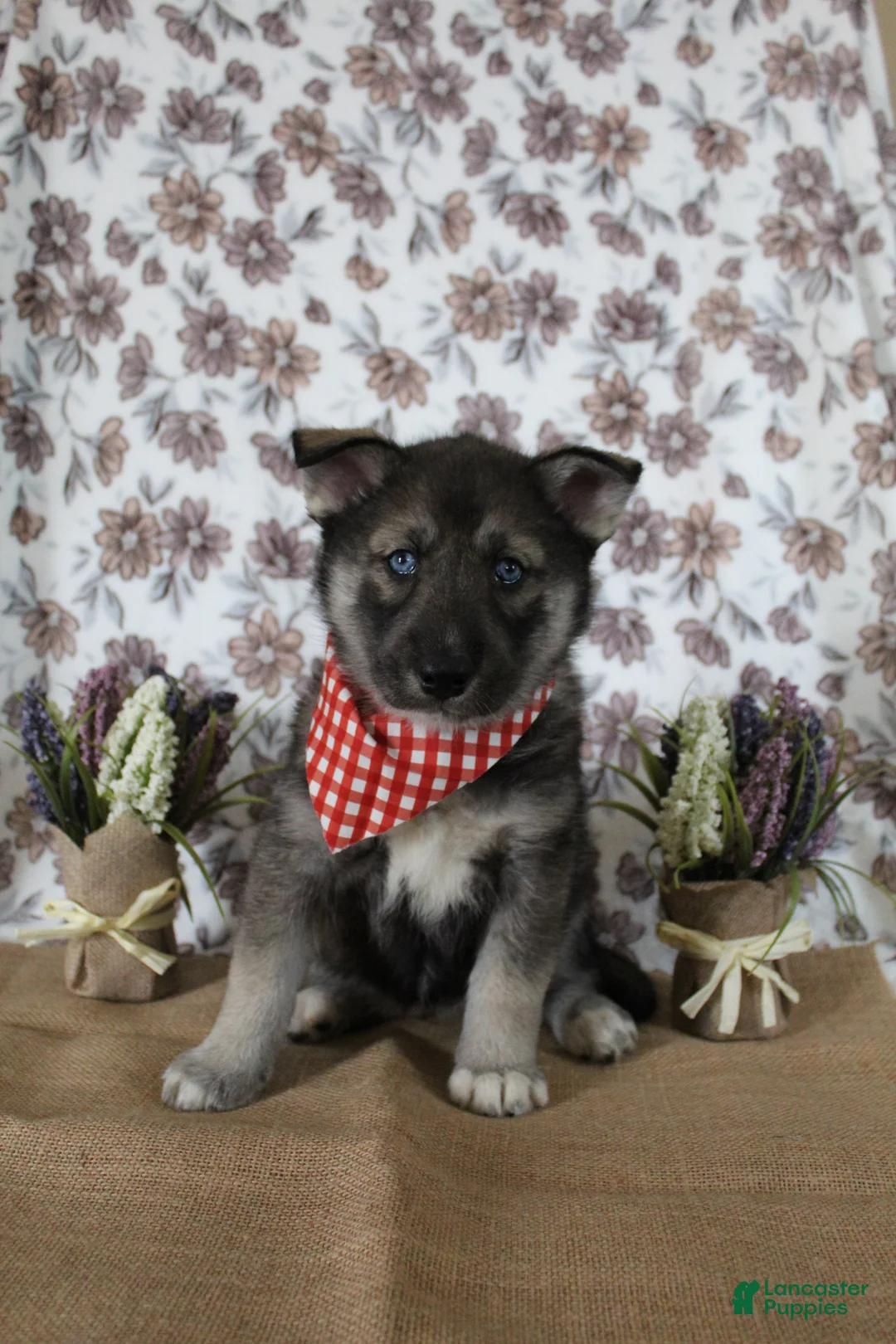Gerberian Shepsky dogs for sale: 6 Red - Ad 3