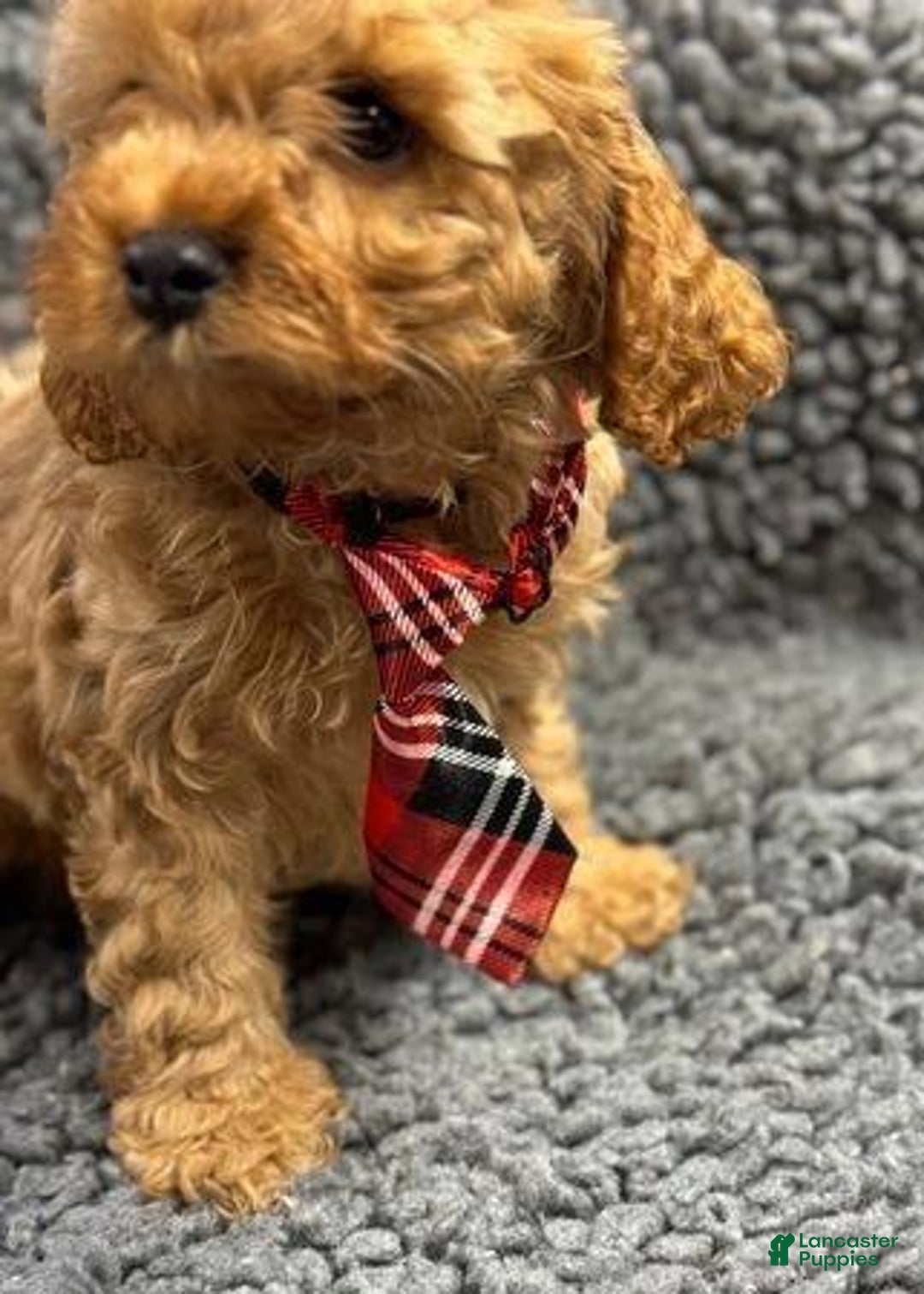 Cavapoo dogs for sale: Nate - Ad 1