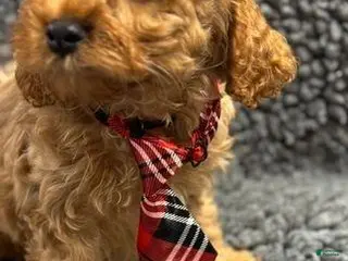 Cavapoo dogs Nate - Ad 6