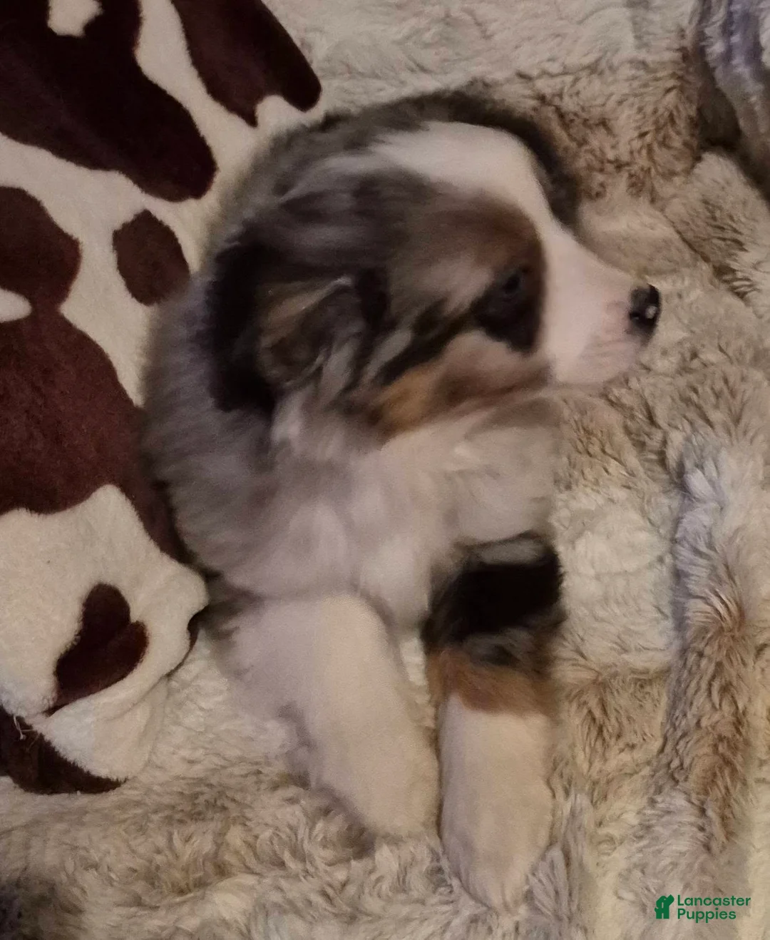 Toy Australian Shepherd dogs for sale: Toy Australian Shepherd Puppy 2 - Ad 7
