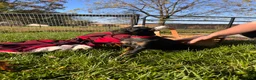 Doberman Pinscher dogs for sale: Stella❤️Akc Champion Bloodlines  - Ad 3
