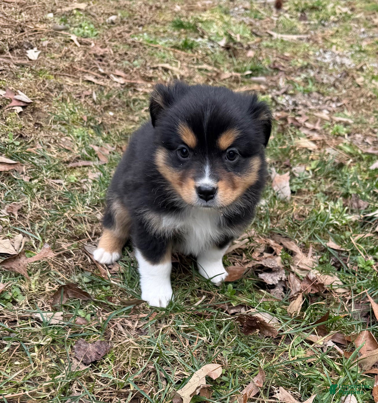 Australian Shepherd dogs Trixie - Ad 2