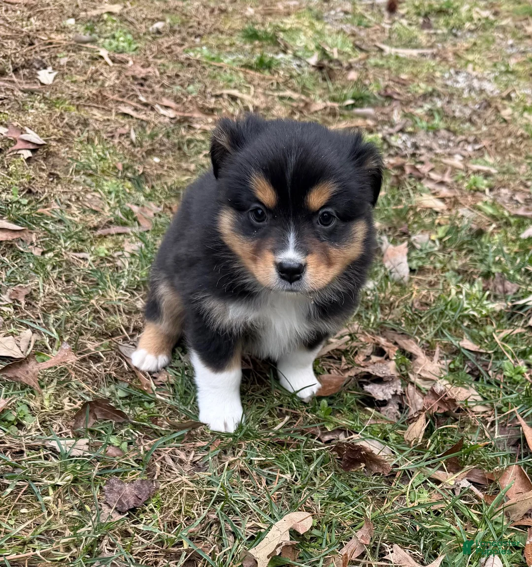Australian Shepherd dogs for sale: Trixie - Ad 2