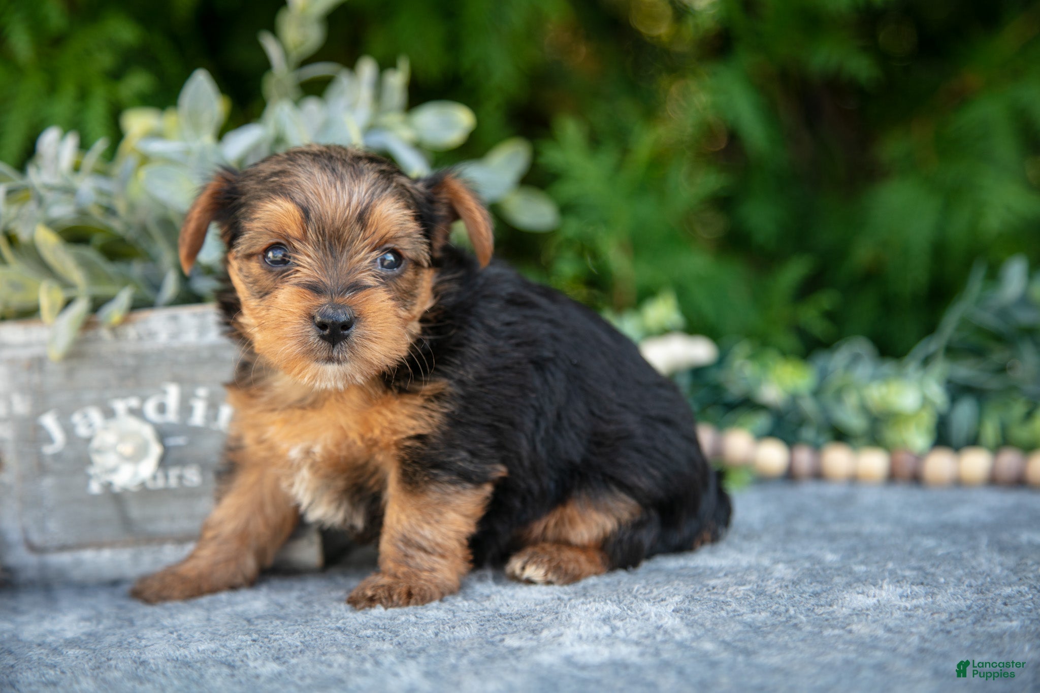 Yorkshire Terrier dogs Kendall - Ad 4