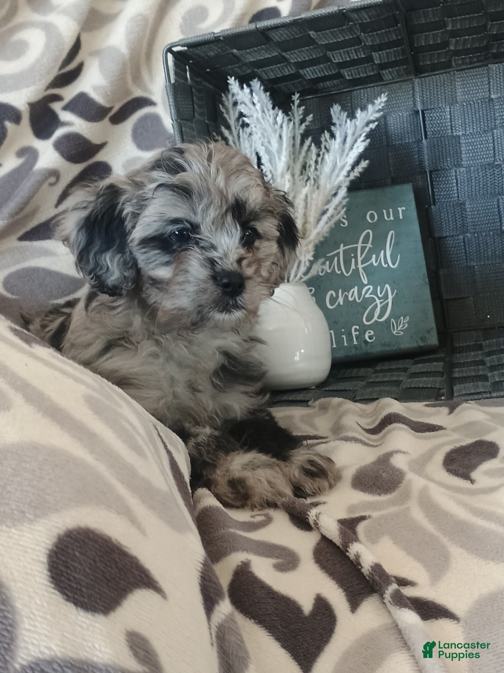 Cavapoo dogs Sweetie - Ad 34