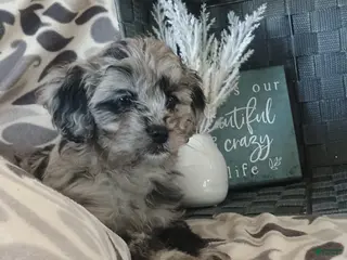 Cavapoo dogs Sweetie - Ad 34