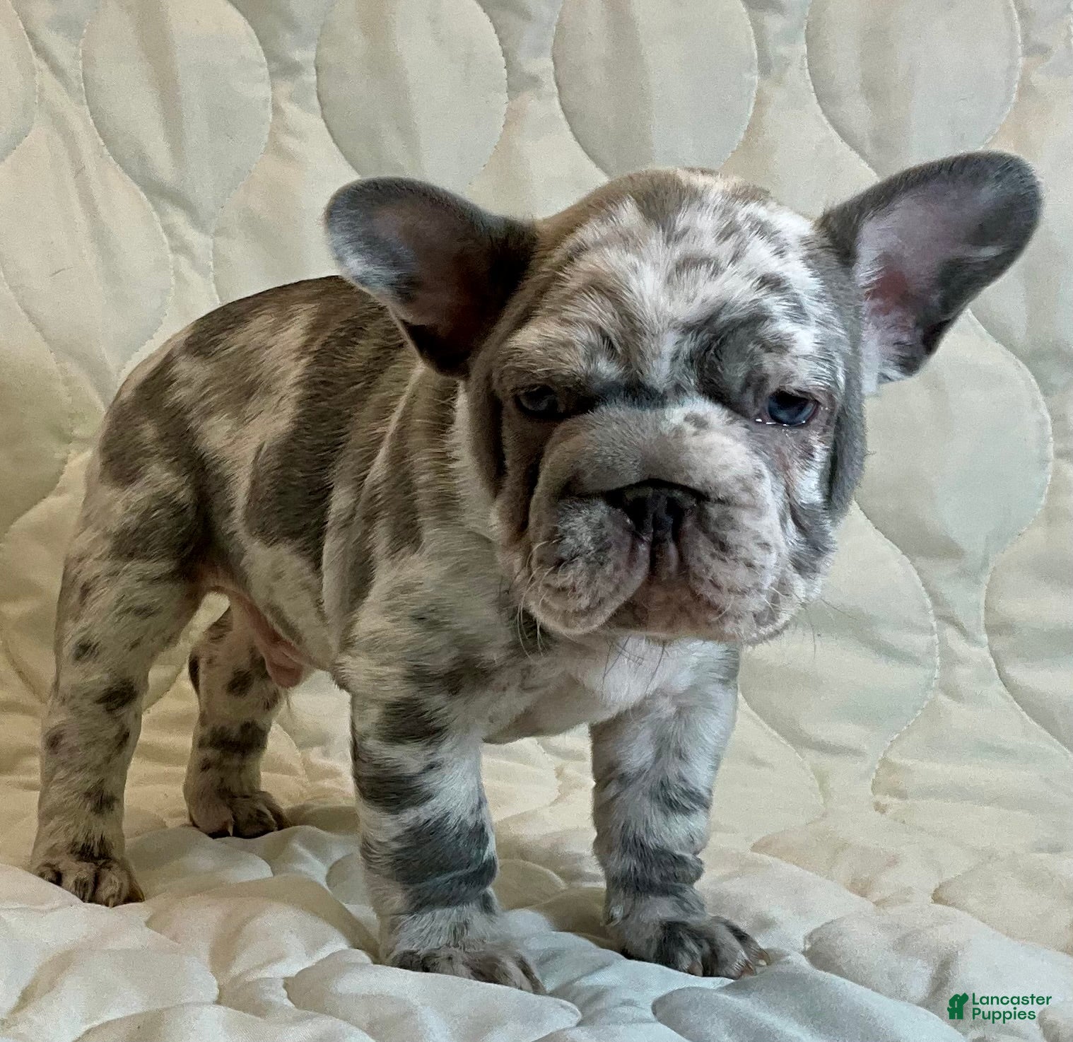 French Bulldog dogs Garmin - Ad 6