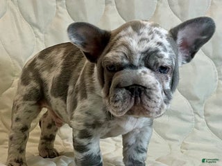 French Bulldog dogs Garmin - Ad 3