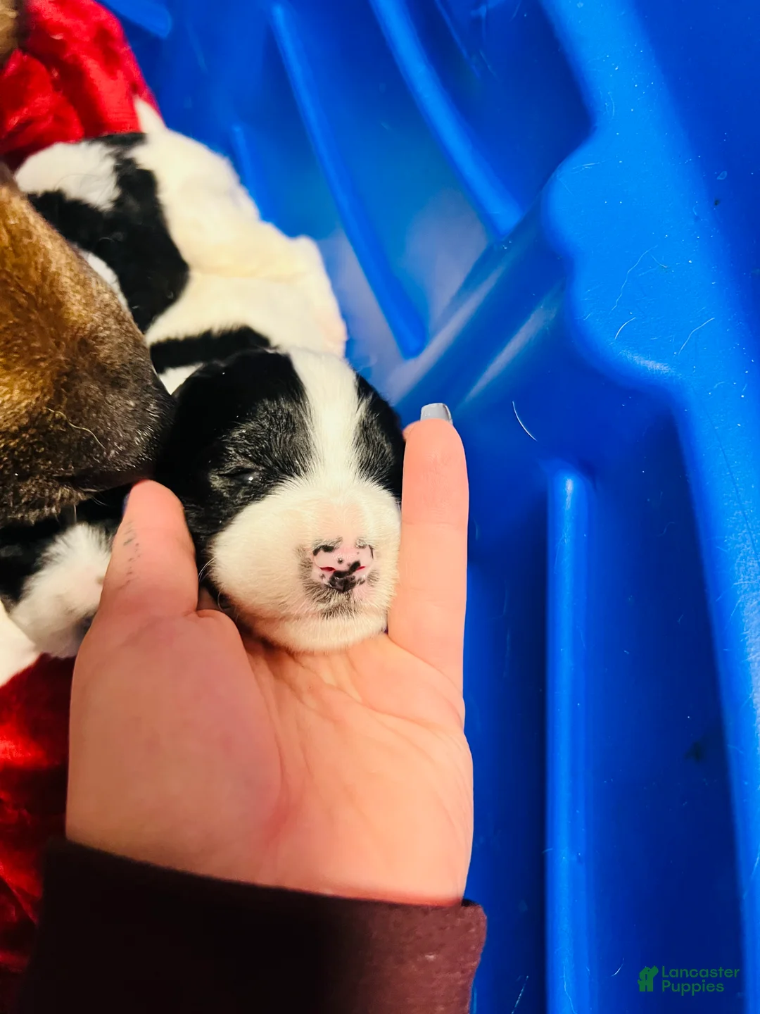 Mixed Breed dogs for sale: Peaches - Ad 3