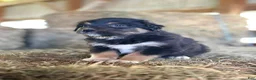 Australian Shepherd dogs for sale: Raven - Ad 8