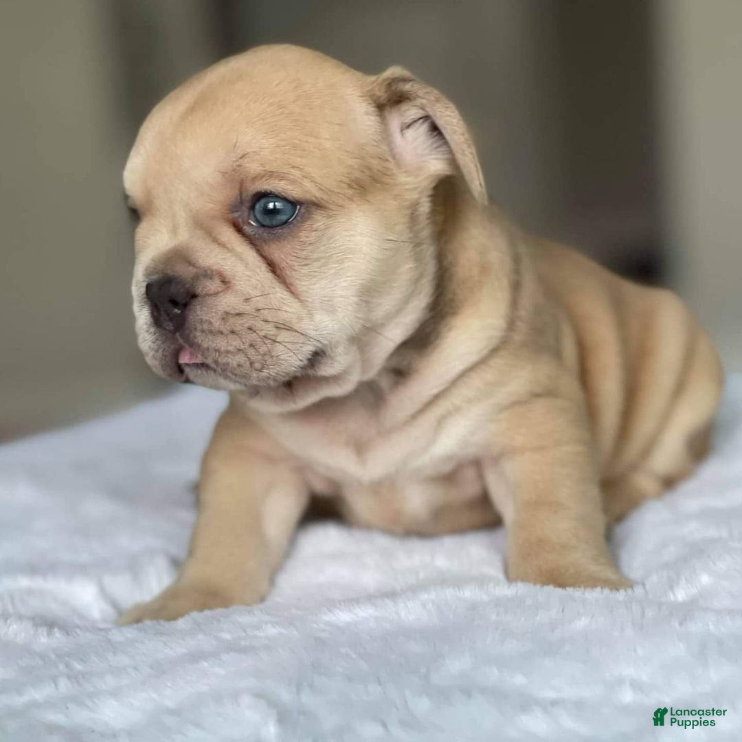French Bulldog dogs for sale: Loli - Ad 5