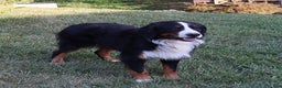 Bernese Mountain Dog dogs for sale: Jenny - Ad 17