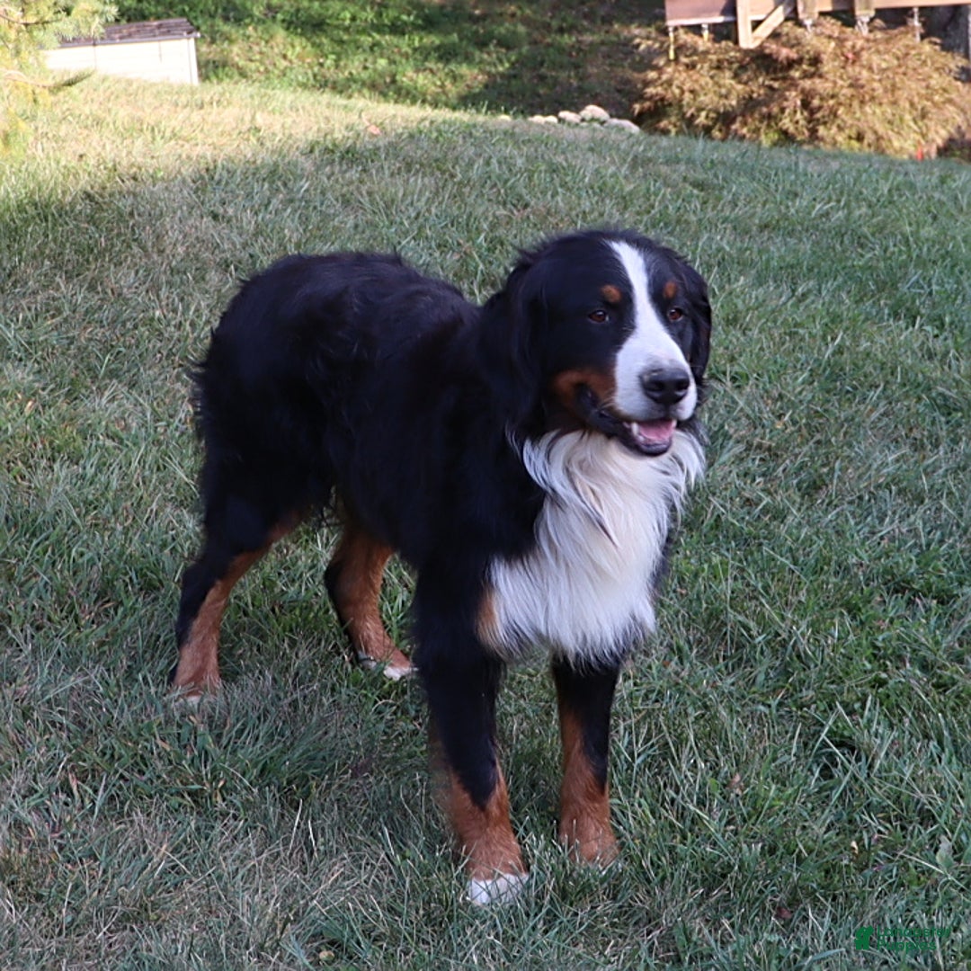 Bernese Mountain Dog dogs for sale: Jenny - Ad 17