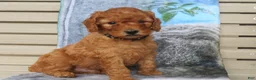 Mini Goldendoodle dogs for sale: Mocha - Ad 7