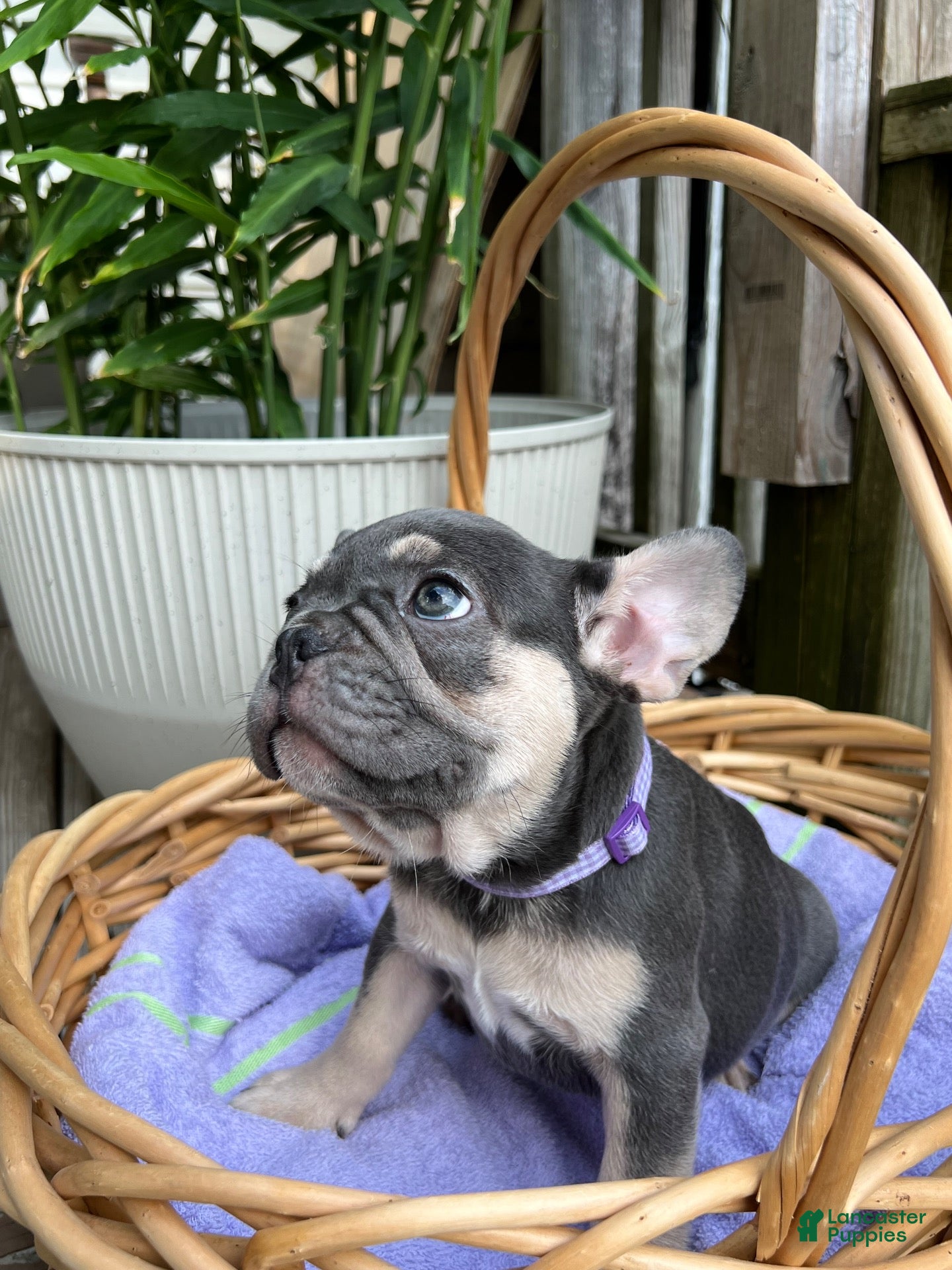 French Bulldog dogs French Bulldog 1 - Ad 1