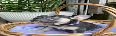 French Bulldog 1